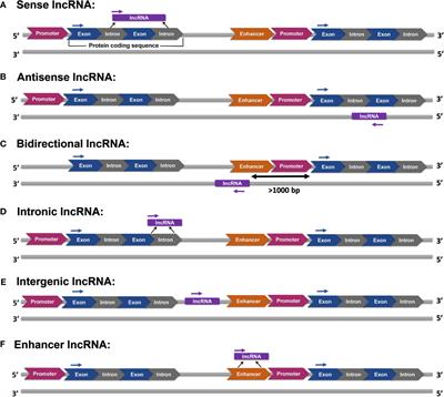 Long Non-Coding RNAs in Diagnosis, Treatment, Prognosis, and Progression of Glioma: A State-of-the-Art Review